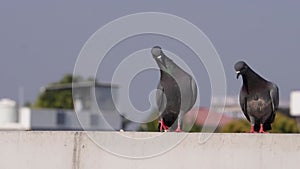 Rock Pigeons in super slow motion as they perch on the rooftops of Dehradun City, Uttarakhand, India