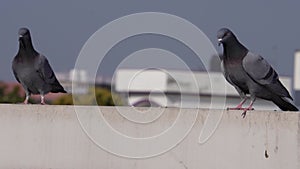 Rock Pigeons in super slow motion as they perch on the rooftops of Dehradun City, Uttarakhand, India