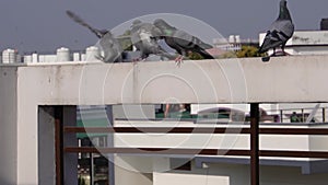 Rock Pigeons in super slow motion as they perch on the rooftops of Dehradun City, Uttarakhand, India