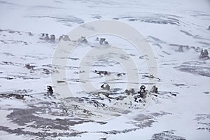 Rock pillars on Severnaya Zemlya in Arctic