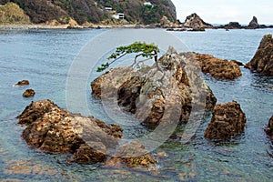 Rock and pine of Minami Izu Ose seashore.