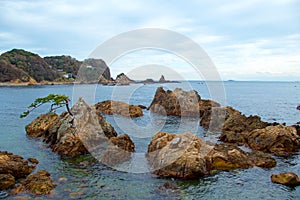 Rock and pine of Minami Izu Ose seashore.