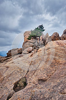 Rock with pine trees in Seoraksan National Park, South Korea