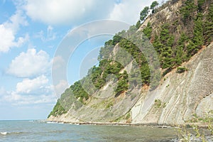 Rock with pines on seashore. Summer blue sky over the shore
