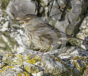 Rock Pipit