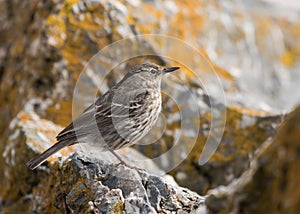 Rock Pipit, Anthus petrosus