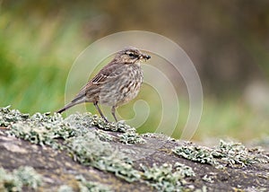 Rock Pipit (Anthus petrosus)