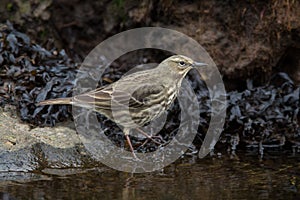 Rock Pipit (Anthus petrosus)