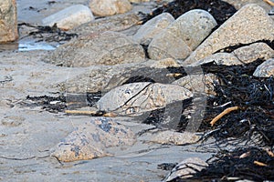 A Rock Pipit searching for food on the coast in Cornwall