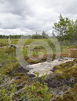 Rock and plants in a green wetland