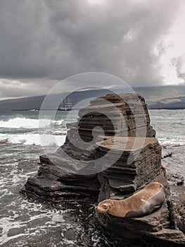 Rock Platform and Sea Lion