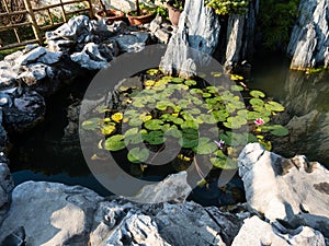 Rock pond with water lilies in classical Chinese garden