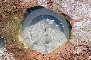 Rock Pool in Beach Reef