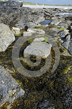 Rock Pool