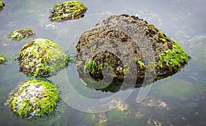 Rock pool detail