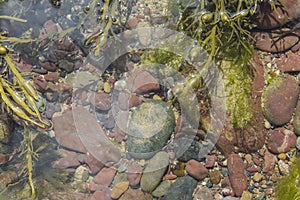 Rock Pool Freshwater East