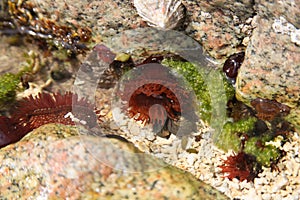 Rock Pool