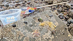 Rock pooling with a bucket and net for sea creatures