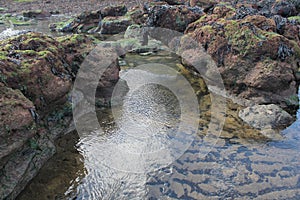 Rock pools with seaweed on beach