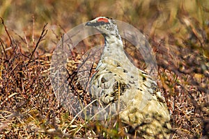 Rock Ptarmigan