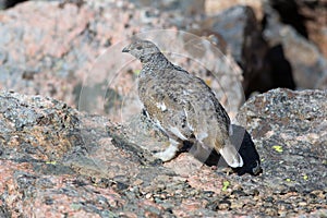 Rock ptarmigan at alert