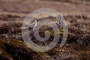 Rock ptarmigan