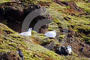 Rock Ptarmigan in Iceland (RjÃºpa)