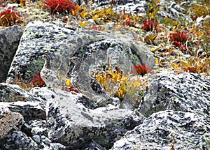 Rock Ptarmigan, Lagopus muta photo