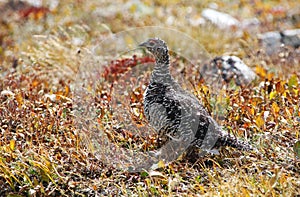 Rock Ptarmigan, Lagopus muta