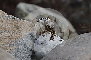 Rock Ptarmigan Lagopus Muta hiding among rocks showing the start of summer colours