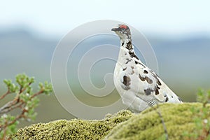 rock ptarmigan (Lagopus muta) Iceland