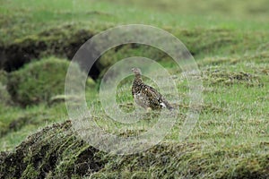 rock ptarmigan (Lagopus muta) Iceland