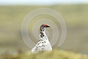 rock ptarmigan (Lagopus muta) Iceland photo