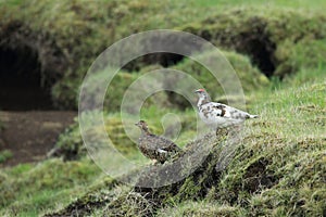 rock ptarmigan (Lagopus muta) Iceland photo