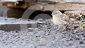 Rock ptarmigan (Lagopus mutus) chick photo