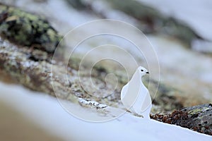 Rock Ptarmigan, Lagopus mutus, white bird sitting on the snow, bird in the nature habitat, Norway