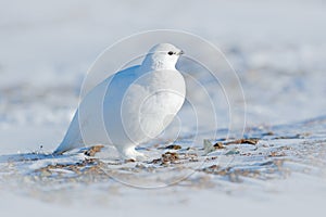 La roccia, bianco uccello sul la neve Norvegia. Freddo nord da Europa. animali e piante scena la neve. bianco 