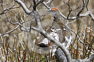 Rock Ptarmigan male sitting on the branch of a willow in the tun