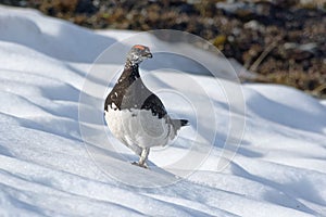 Rock Ptarmigan, male in summer plumage - Lagopus muta - Vanoise, Alps, France