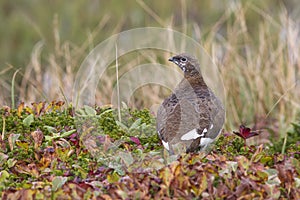 Rock ptarmigan which sits on the banks of the tundra