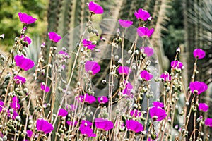 Rock Purslane Calandrinia grandiflora flowers, native to Chile, used as decorative plants in gardens in California