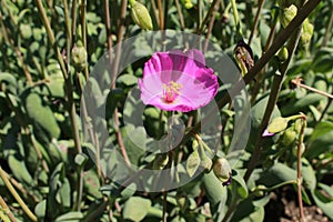 `Rock Purslane` flower -  Calandrinia Grandiflora