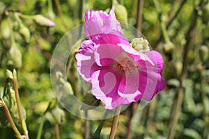 `Rock Purslane` flower -  Calandrinia Grandiflora