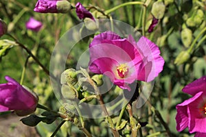 `Rock Purslane` flower -  Calandrinia Grandiflora