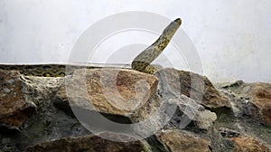 The rock python snake stands on the rock.