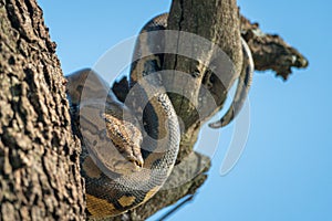 Rock python wrapped around trunk and branch