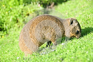 Rock Rabbit - Dassie photo
