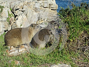 Rock Rabbits `Dassies` the Wild Life in Hermanus