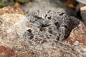 Rock Rattlesnake Closeup Low Angle Profile on Rock