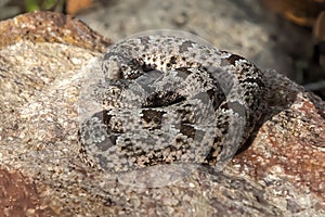 Rock Rattlesnake Coiled on Boulder Close Up Profile